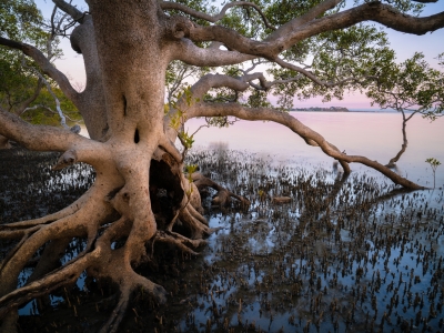 Mangroves