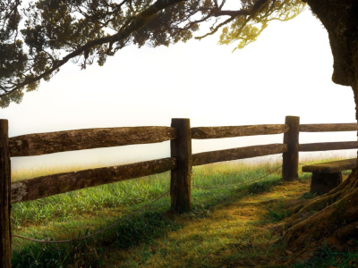 tree and fence at sunset