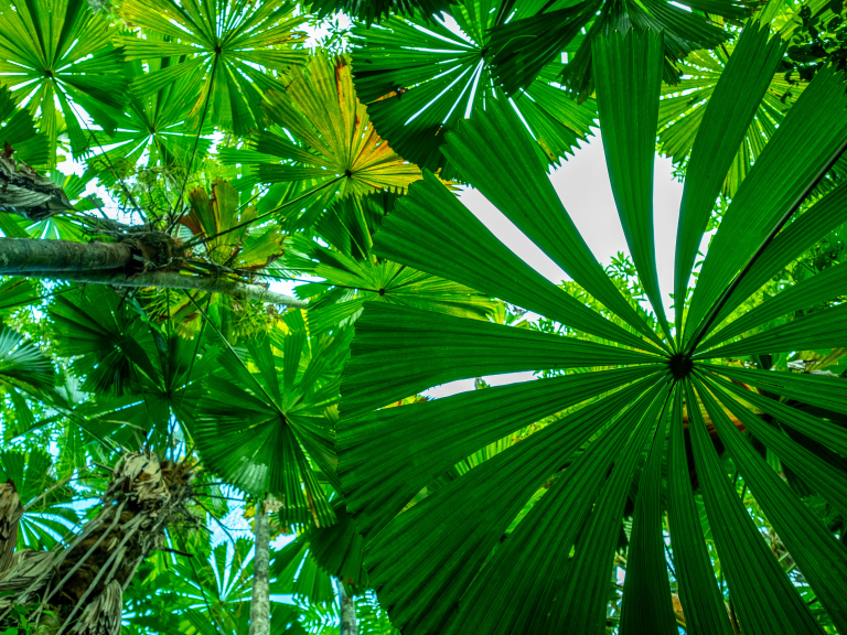 Tropical plants queensland